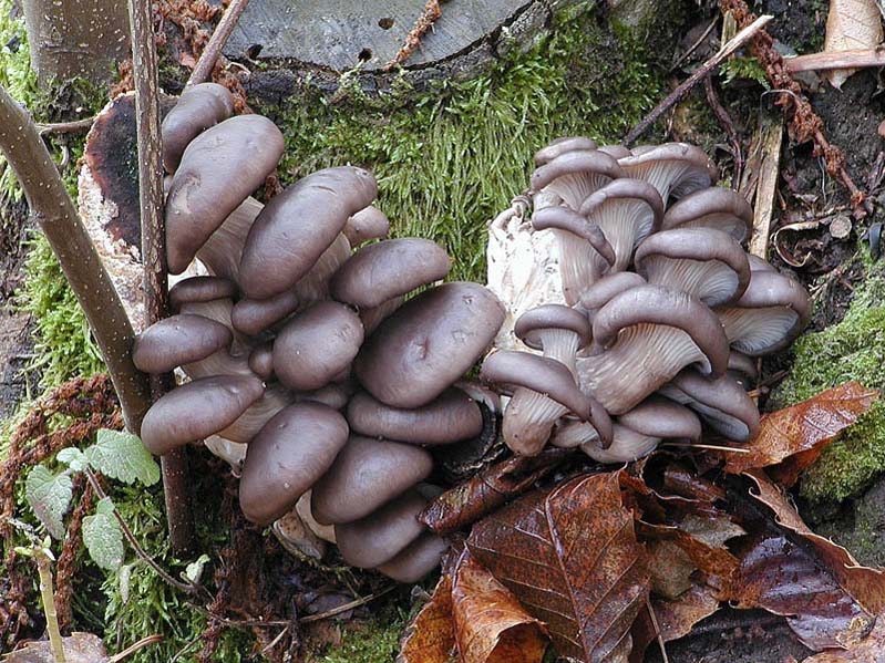 I Miei Funghi (1�)
